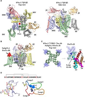 Structure–Function and Therapeutic Potential of Spider Venom-Derived Cysteine Knot Peptides Targeting Sodium Channels